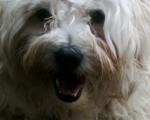 mes chiens